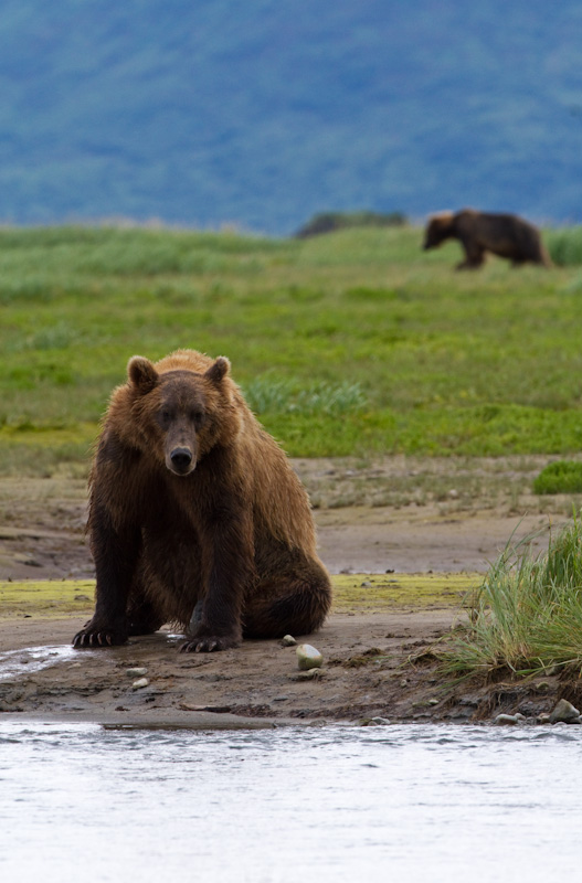 Grizzly Bear Watching For Salmon